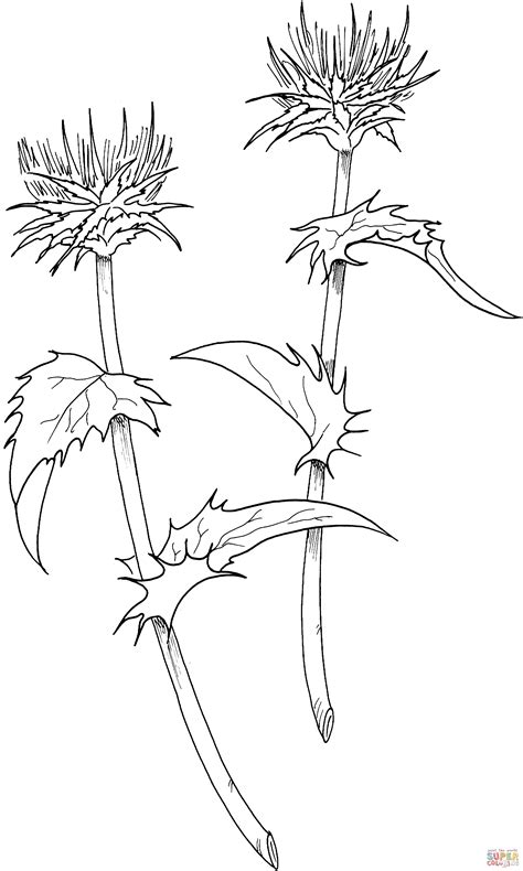 Thistle Coloring Pages » Free Download » Artus Art